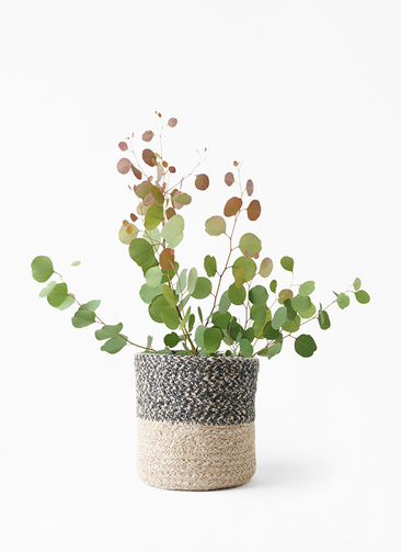 eucalyptus-209_1.jpg?1701908843