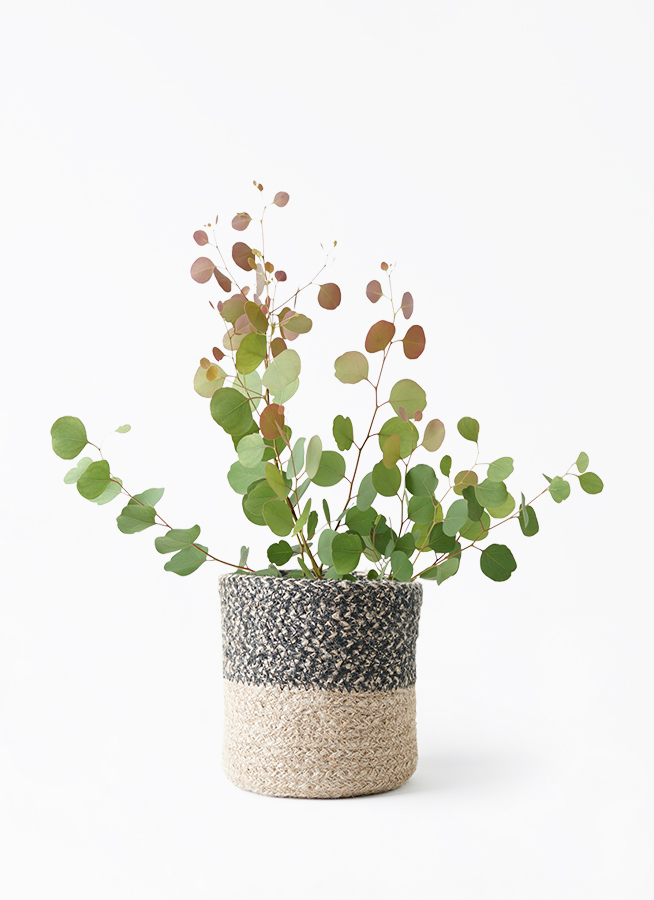 観葉植物 ユーカリ 6号 ポポラス（ポリアンセモス） ジュート
