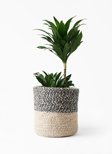 ドラセナ　コンパクタ　観葉植物 観葉植物 ドラセナ コンパクター 6号 ジュートバスケット ツートーン