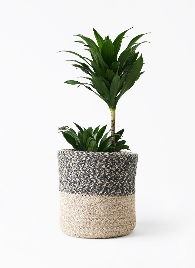 観葉植物 ドラセナ コンパクター 6号 ジュートバスケット ツートーン