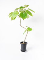 現物「フィカス・ウンベラータ」７号　100ｃｍ　Ficus umbellata 観葉植物 フィカス ウンベラータ 7号 ノーマル プラスチック鉢 | 観葉