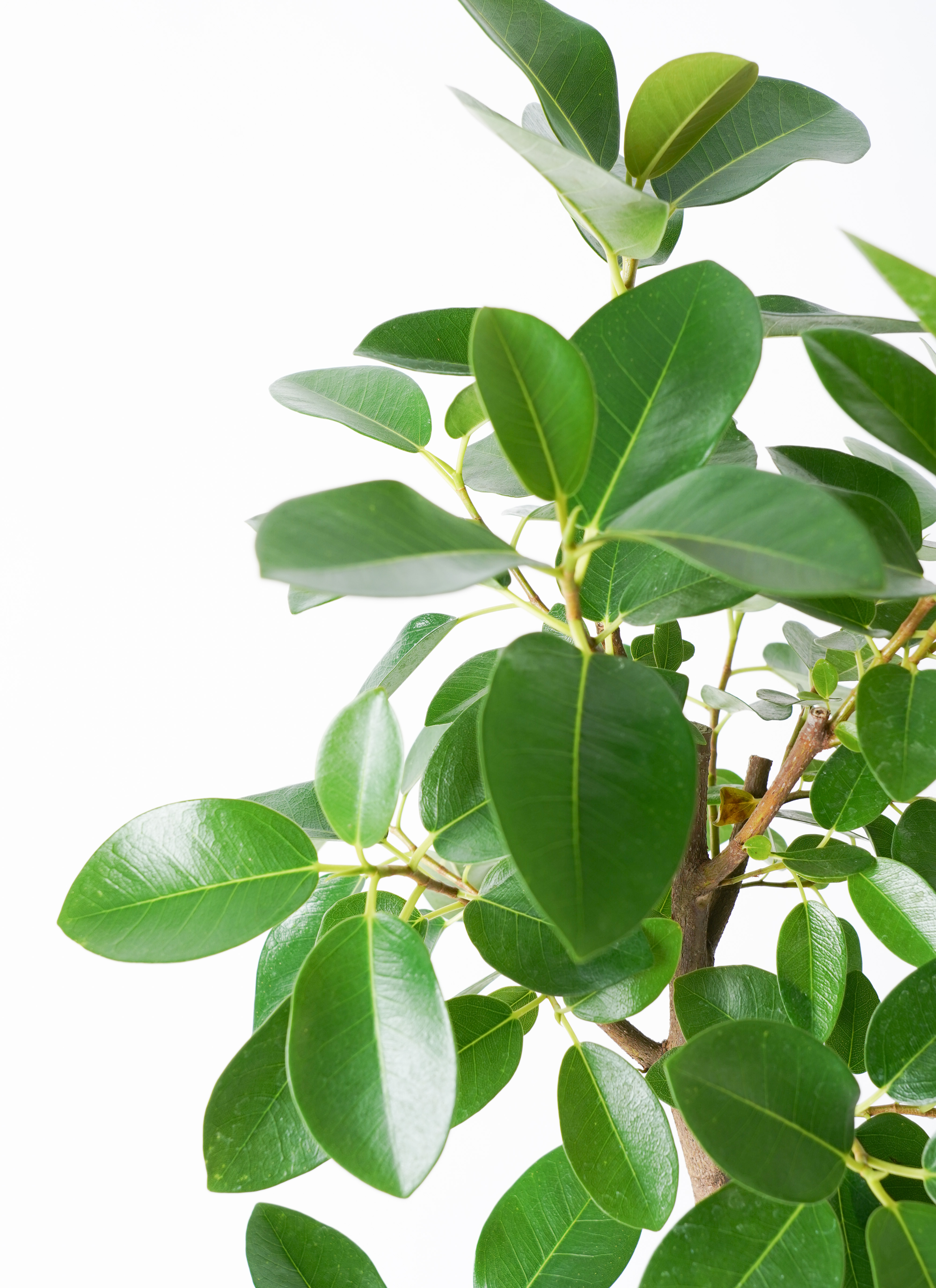 観葉植物　ゴムの木 観葉植物 フランスゴムの木 10号 ノーマル エコストーンGray 付き