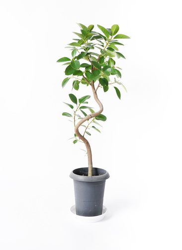 【ゆみこん】【現品】フランスゴム　曲がり　6号　黒鉢　（11） 観葉植物 フランスゴムの木 6号 曲り プラスチック鉢を送料無料