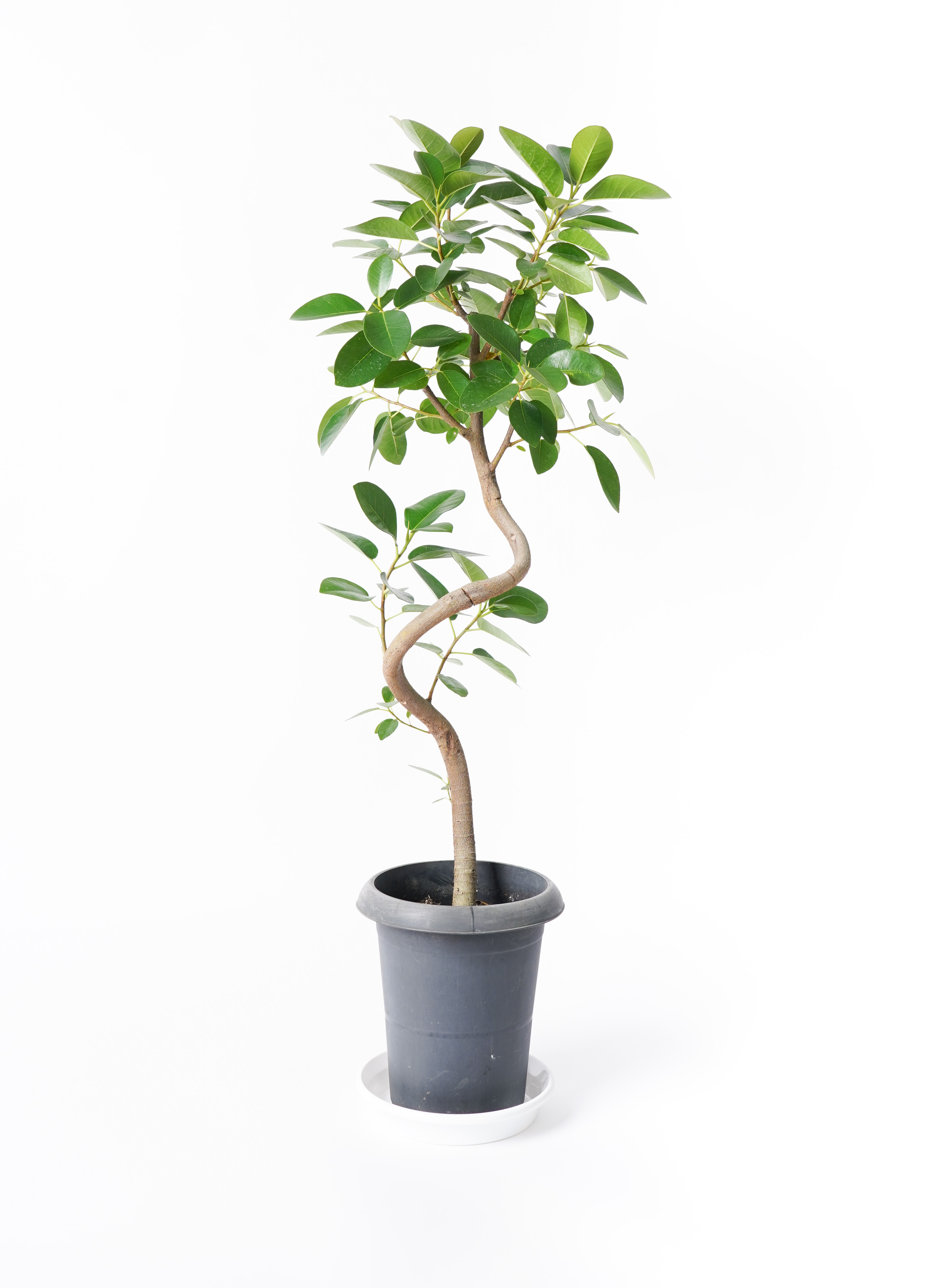 ficus-rubiginosa-magari-