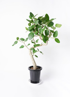 観葉植物 フィカス ベンガレンシス 8号 曲り 極太 プラスチック
