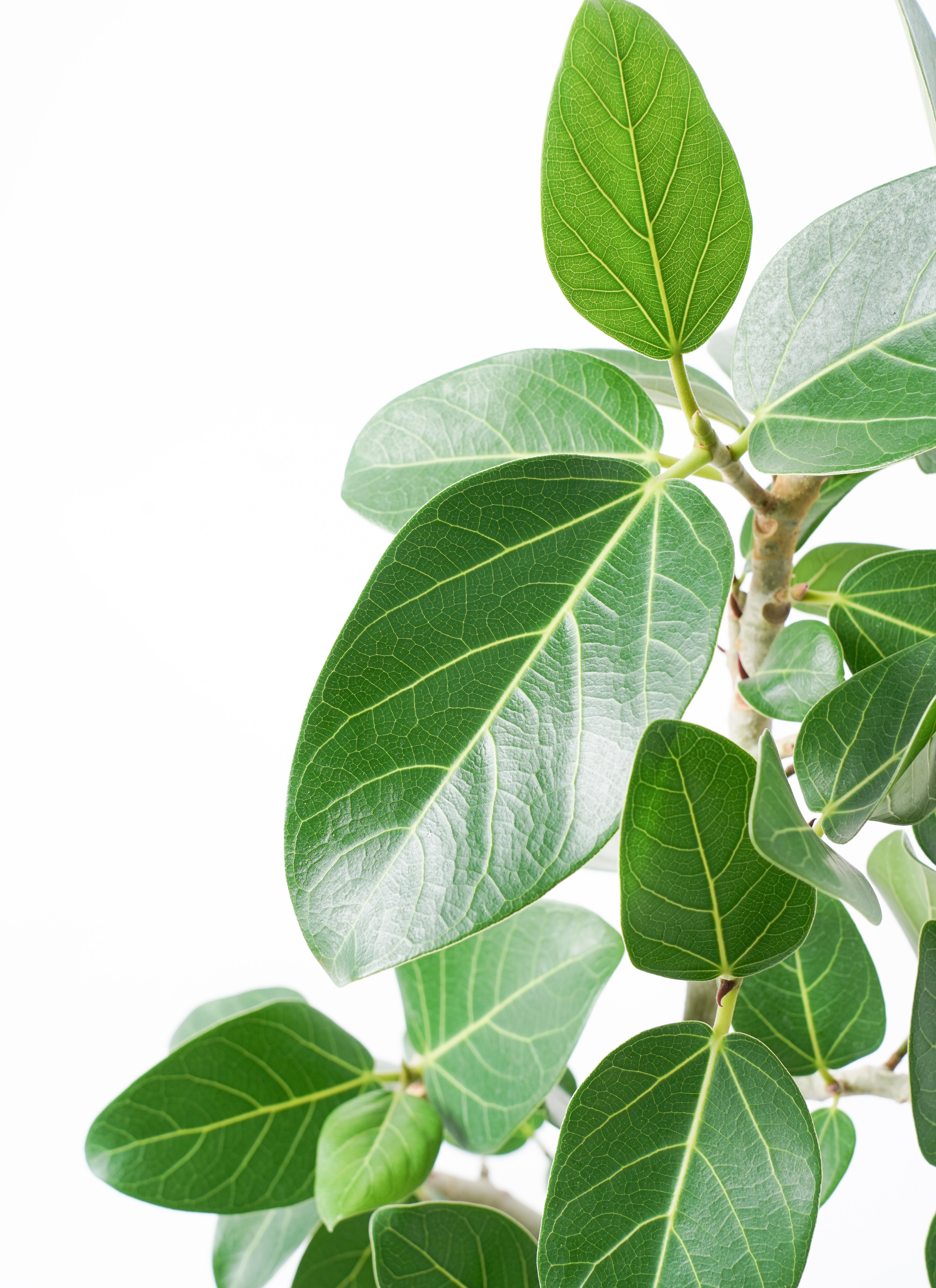 観葉植物 フィカス ベンガレンシス 6号 曲り プラスチック鉢 | 観葉