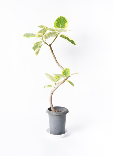 観葉植物 フィカス アルテシーマ 6号 曲り プラスチック鉢 | 観葉植物