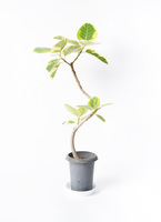 観葉植物 フィカス アルテシーマ 6号 曲り プラスチック鉢 | 観葉植物