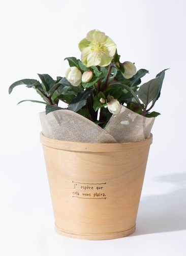ds-giardino-christmasrose-