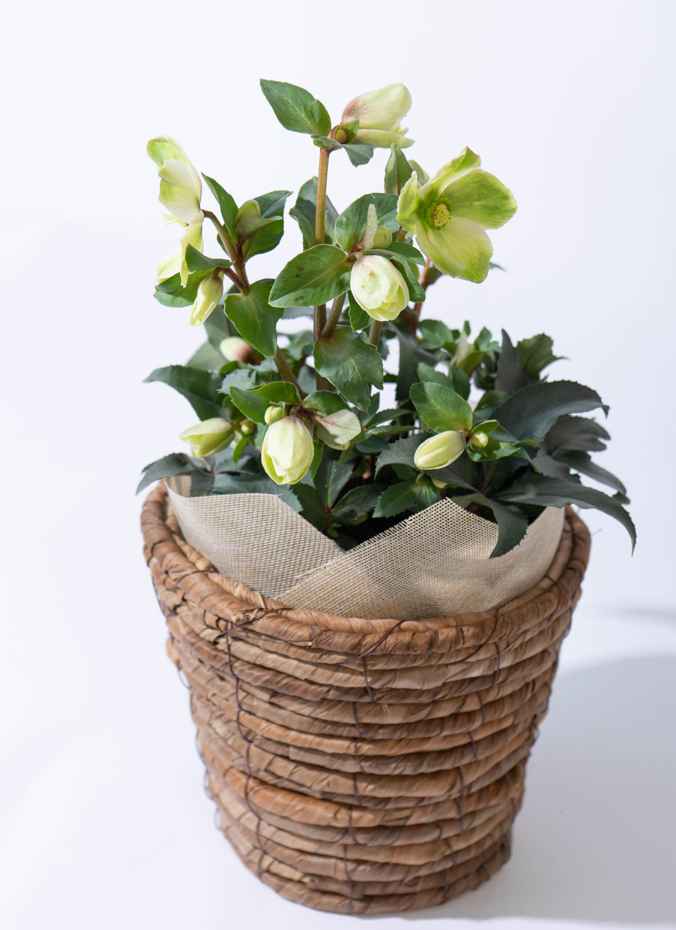 産地直送 クリスマスローズ ハイブリッドアソート モンテクリスト 5号