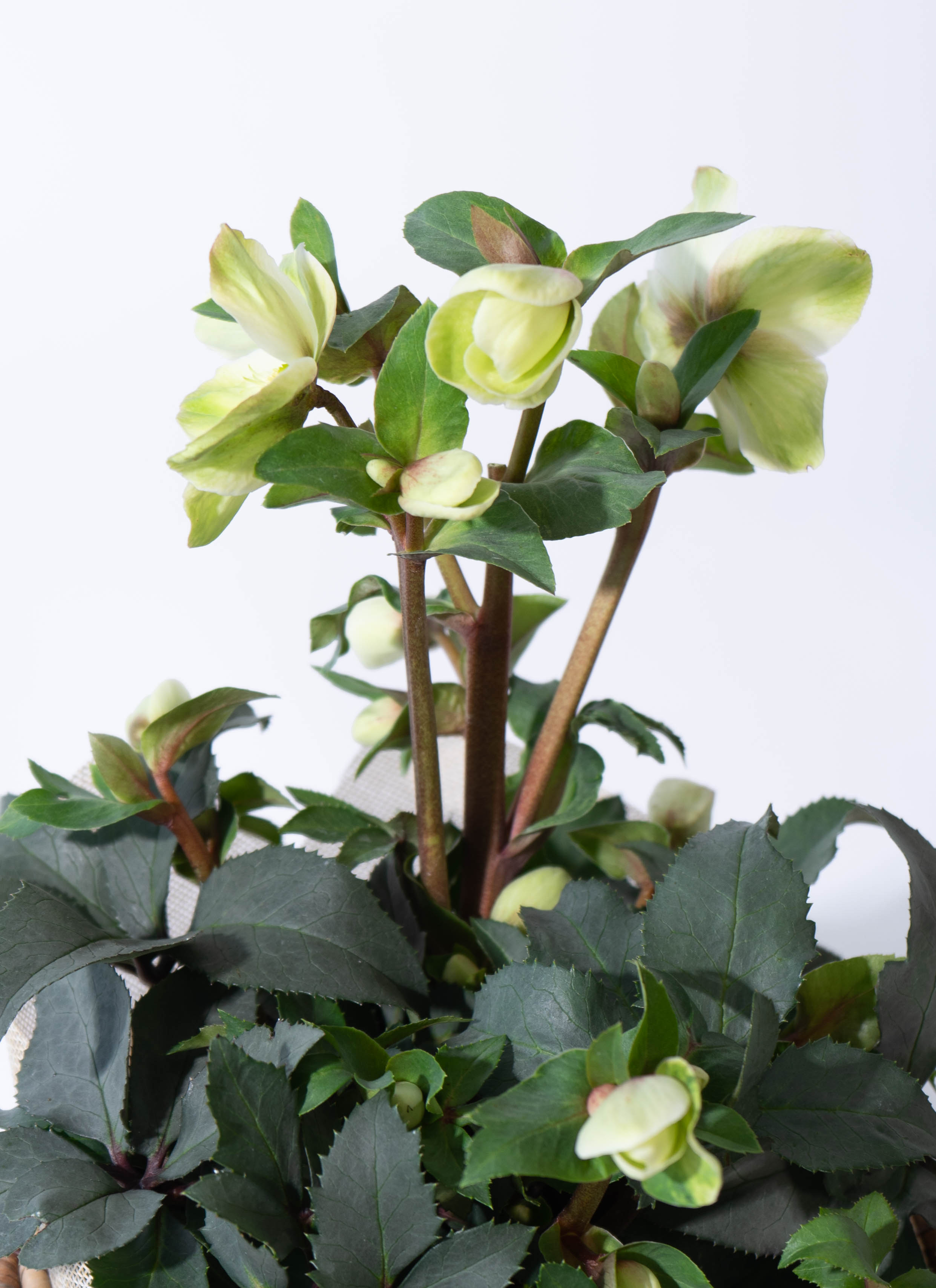 産地直送 クリスマスローズ ハイブリッドアソート モンテクリスト 5号