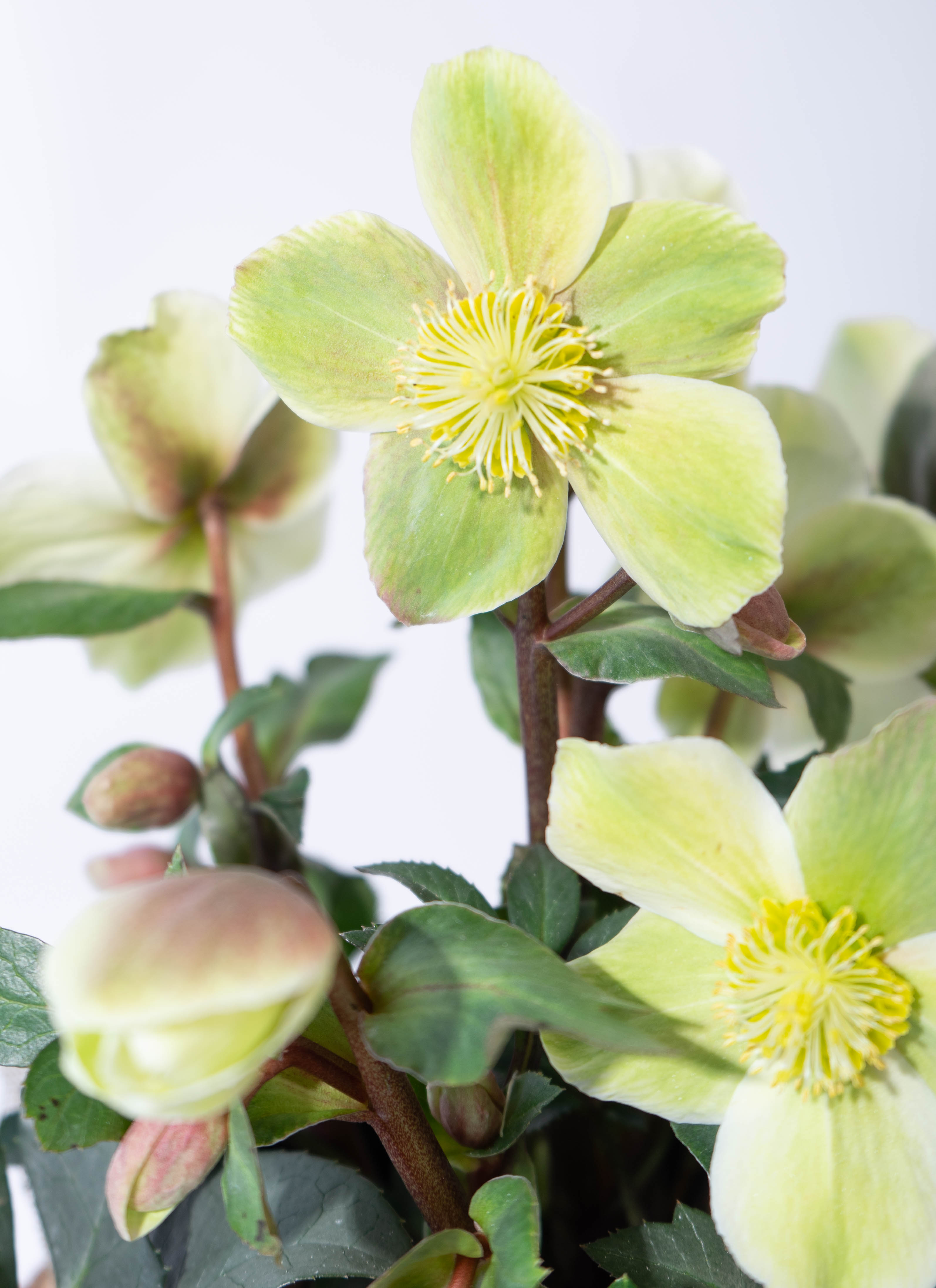 産地直送 クリスマスローズ ハイブリッドアソート マホガニースノー 5