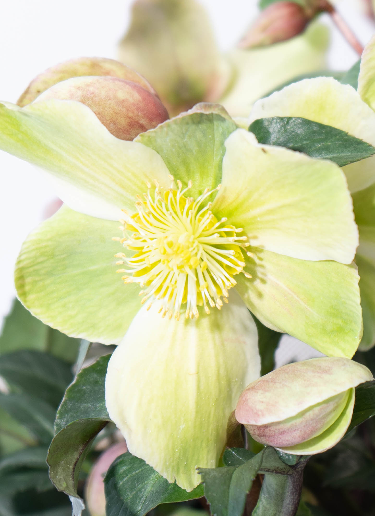 産地直送 クリスマスローズ ハイブリッドアソート マホガニースノー 5