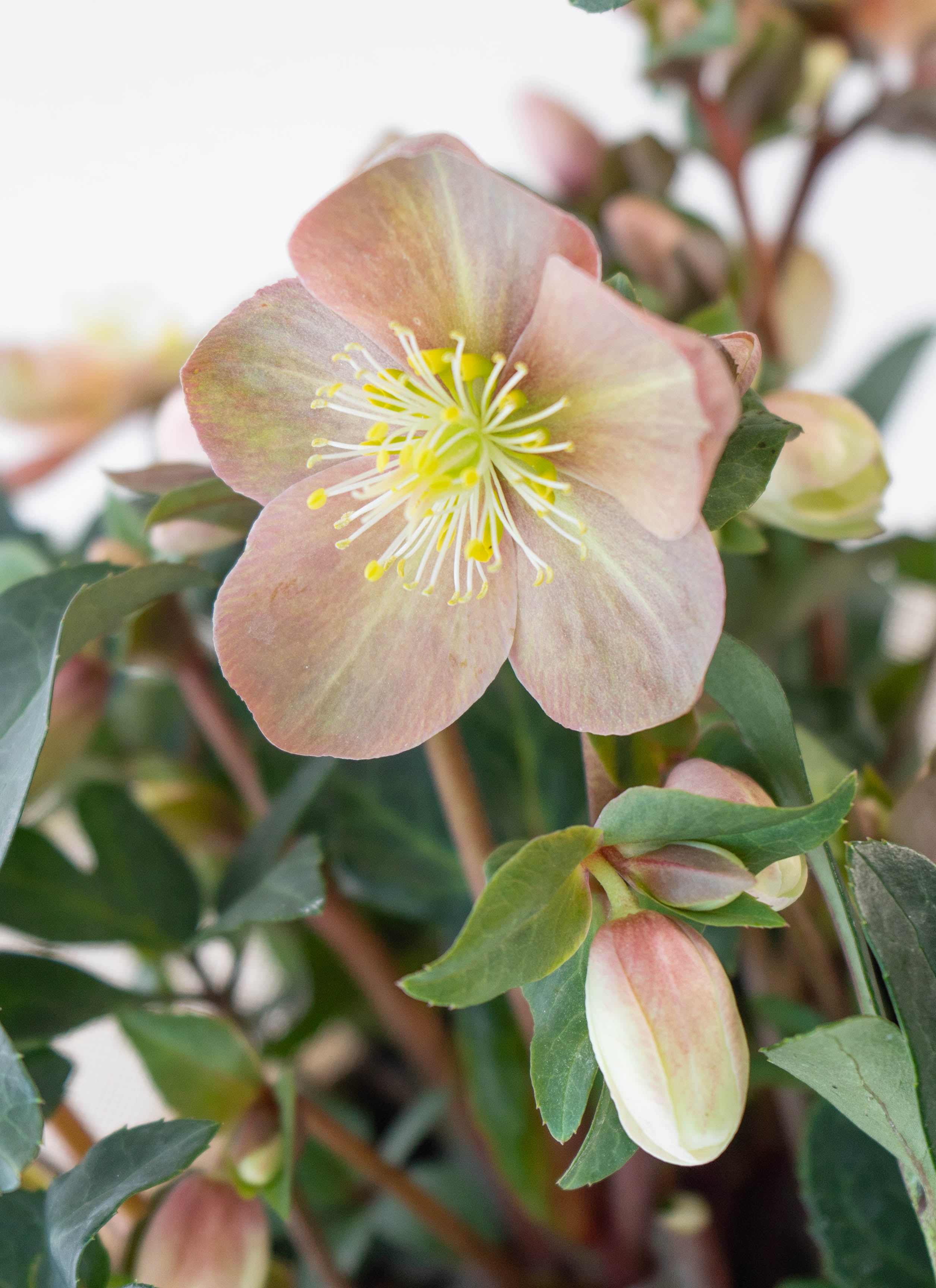 産地直送 クリスマスローズ ハイブリッドアソート マエストロ 5号