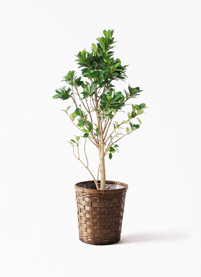 観葉植物 ガジュマル 6号 ベビーリーフ インティ グレー 付き