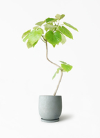 現物「フィカス・ウンベラータ」７号　100ｃｍ　Ficus umbellata b391bdd685a9dd19824a8676eadafa