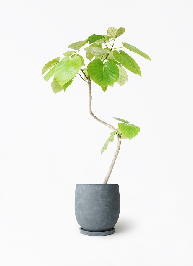 ficus-umbellata-993_1.jpg?