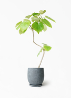 観葉植物 フィカス ウンベラータ 7号 曲り パボ ミドル アースブラウン