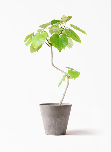 観葉植物 フィカス ウンベラータ 7号 曲り アートストーン ラウンド