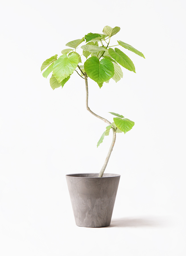 観葉植物 フィカス ウンベラータ 7号 曲り ラスターポット 付き | 観葉
