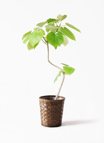現物「フィカス・ウンベラータ」７号　100ｃｍ　Ficus umbellata 観葉植物 フィカス ウンベラータ 7号 曲り 竹バスケット 付き | 観葉