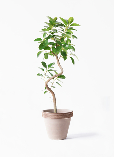 観葉植物 フランスゴムの木 6号 曲り スタンダードポット
