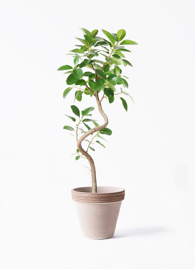 観葉植物 フランスゴムの木 6号 曲り スタンダードポット コーヒー