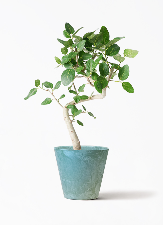 ★最終お値下げ★フィカス　ベンガレンシス　幹ごく太　特大サイズ　綺麗な曲がり フィカス ベンガレンシス 曲り 極太 | HitoHana（ひとはな）