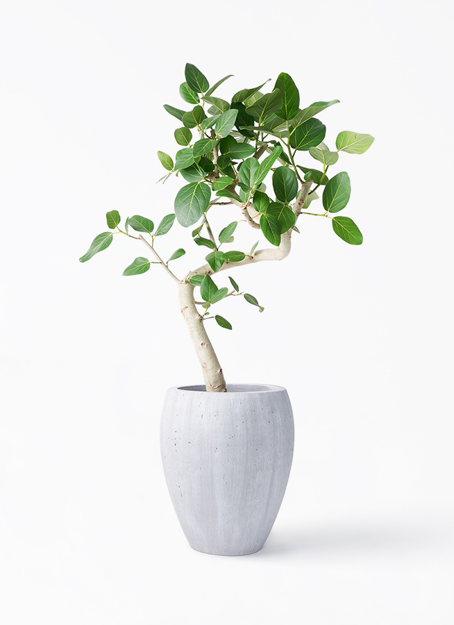 フィカス ベンガレンシス 曲り 極太 | HitoHana（ひとはな）