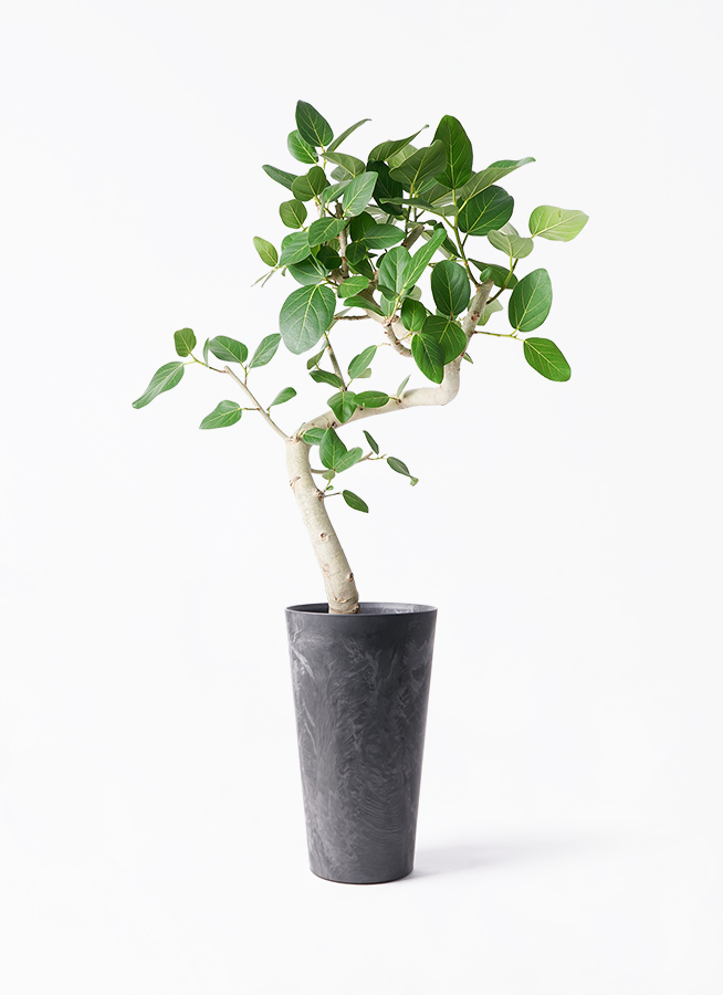 フィカス ベンガレンシス 曲り 極太 | HitoHana（ひとはな）