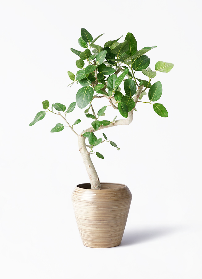 フィカス　ベンガレンシス　曲がり　11【現品】観葉植物　大型　室内 aae24be361fc074cff6f64ef2f776f