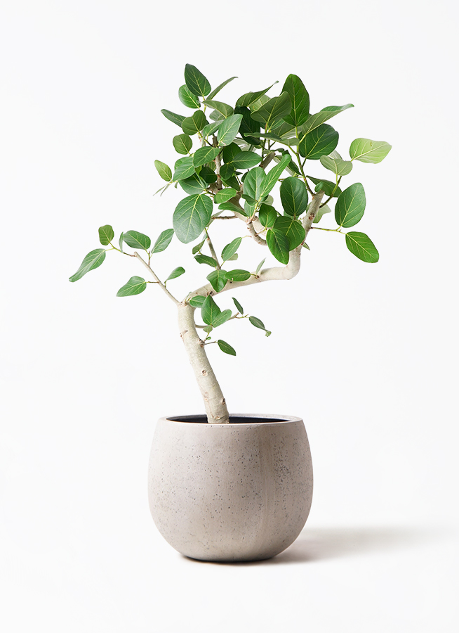 フィカス ベンガレンシス 曲り 極太 | HitoHana（ひとはな）