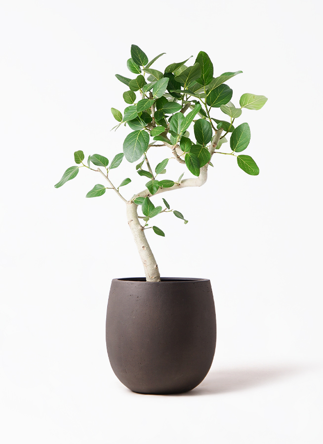 ★最終お値下げ★フィカス　ベンガレンシス　幹ごく太　特大サイズ　綺麗な曲がり フィカス ベンガレンシス 曲り 極太 | HitoHana（ひとはな）