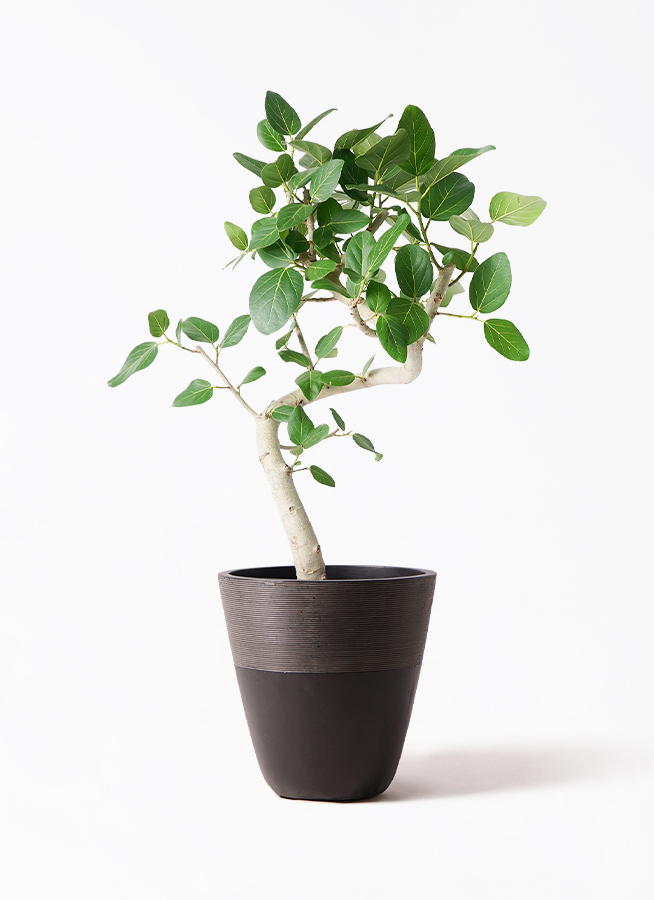 フィカス ベンガレンシス 曲り 極太 | HitoHana（ひとはな）