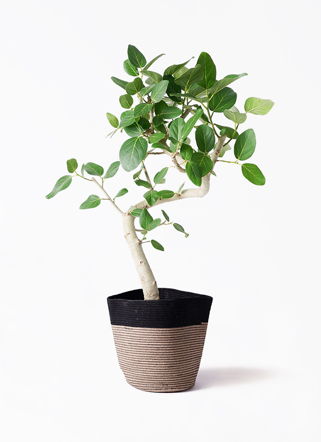 フィカス ベンガレンシス 8号 曲がり | 観葉植物通販 Hitohana（ひとはな）