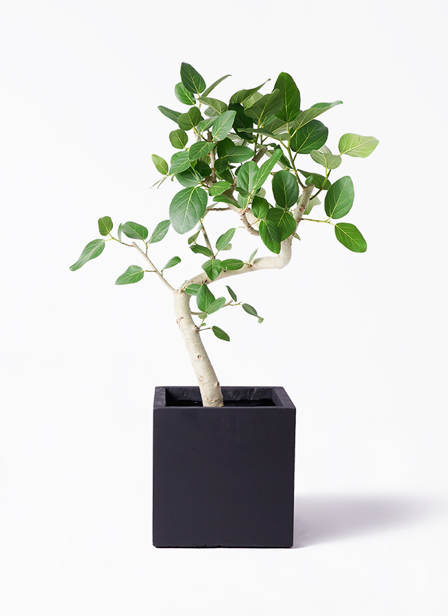 フィカス ベンガレンシス 144cm 気根 S-shaped フィカス ベンガレンシス S字仕立て ベンガルゴムの木 観葉植物
