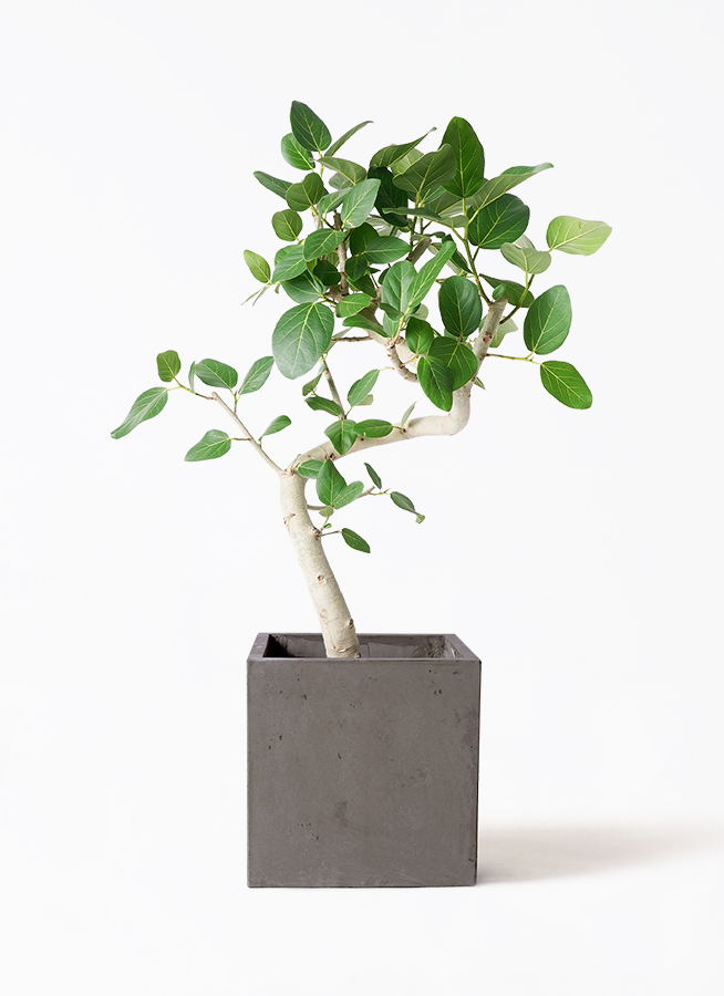 フィカス ベンガレンシス 曲り 極太 | HitoHana（ひとはな）