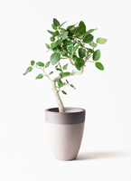 螺旋状ベンガレンシス　8号約1.4メートル 白鉢 現品 螺旋状ベンガレンシス 8号約1.4メートル 白鉢 現品 螺旋状