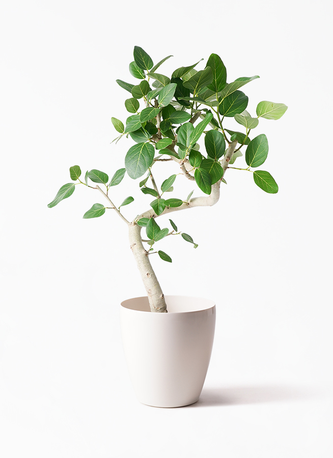 ficus-benghalensis-863_1.jpg? 