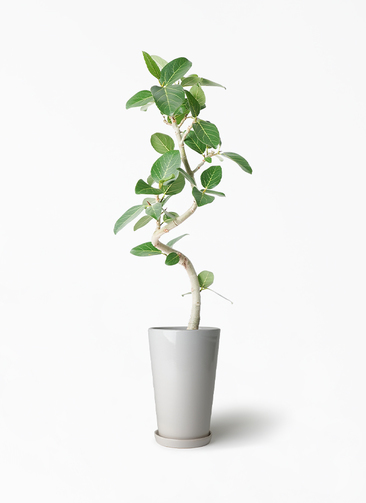 ficus-benghalensis-862_1.jpg?