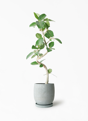 ficus-benghalensis-861_1.jpg?