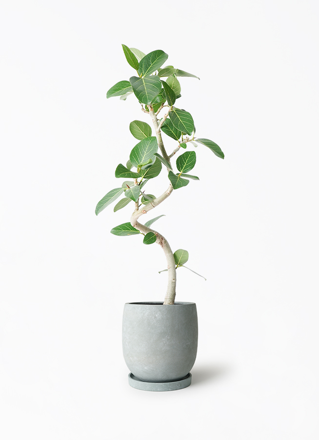 フィカス 観葉植物 フィカス・ソフィア XL | 観葉植物の通販 AND PLANTS (アンド