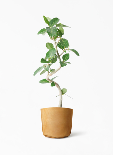 ficus-benghalensis-852_1.jpg?
