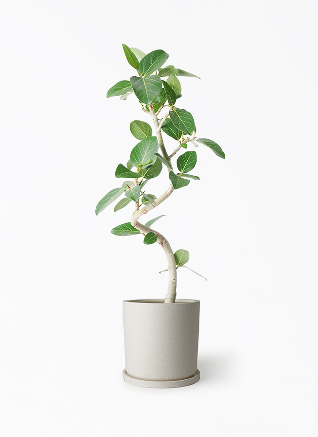 観葉植物 フィカス ベンガレンシス 6号 曲り ストーンウェア