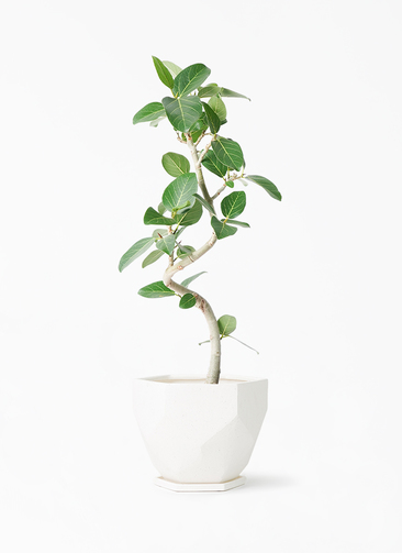 観葉植物 フィカス ベンガレンシス 6号鉢 人気の曲がりタイプ 極上品 優良株 観葉植物 フィカス ベンガレンシス 6号鉢 人気の曲がりタイプ