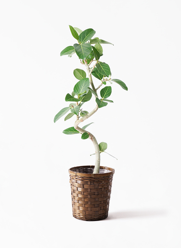 ficus-benghalensis-821_1.jpg?