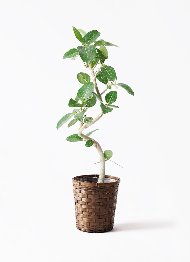 観葉植物 フィカス ベンガレンシス 5号 曲り シリンダーポット