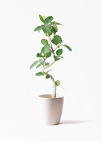 観葉植物 フィカス ベンガレンシス 6号鉢 人気の曲がりタイプ 極上品 優良株 観葉植物 フィカス ベンガレンシス 6号鉢 人気の曲がりタイプ