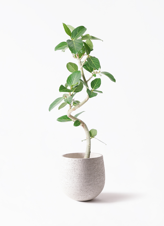観葉植物 フィカス ベンガレンシス 6号 曲り プラスチック鉢