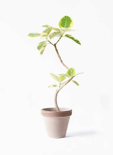 ficus-altissima-1183_1.jpg?
